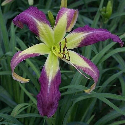Daylily Plant - 11.5" Spider - Phantom Warrior - Hemerocallis 'Phantom Warrior' - Deep Purple Blooms for Gardens
