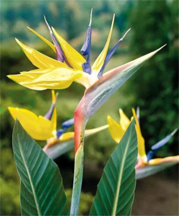 Yellow Bird of Paradise Plant - 10-12" Rooted Strelitzia Reginae - Mandala's Gold Variety - Tropical Indoor/Outdoor Decor