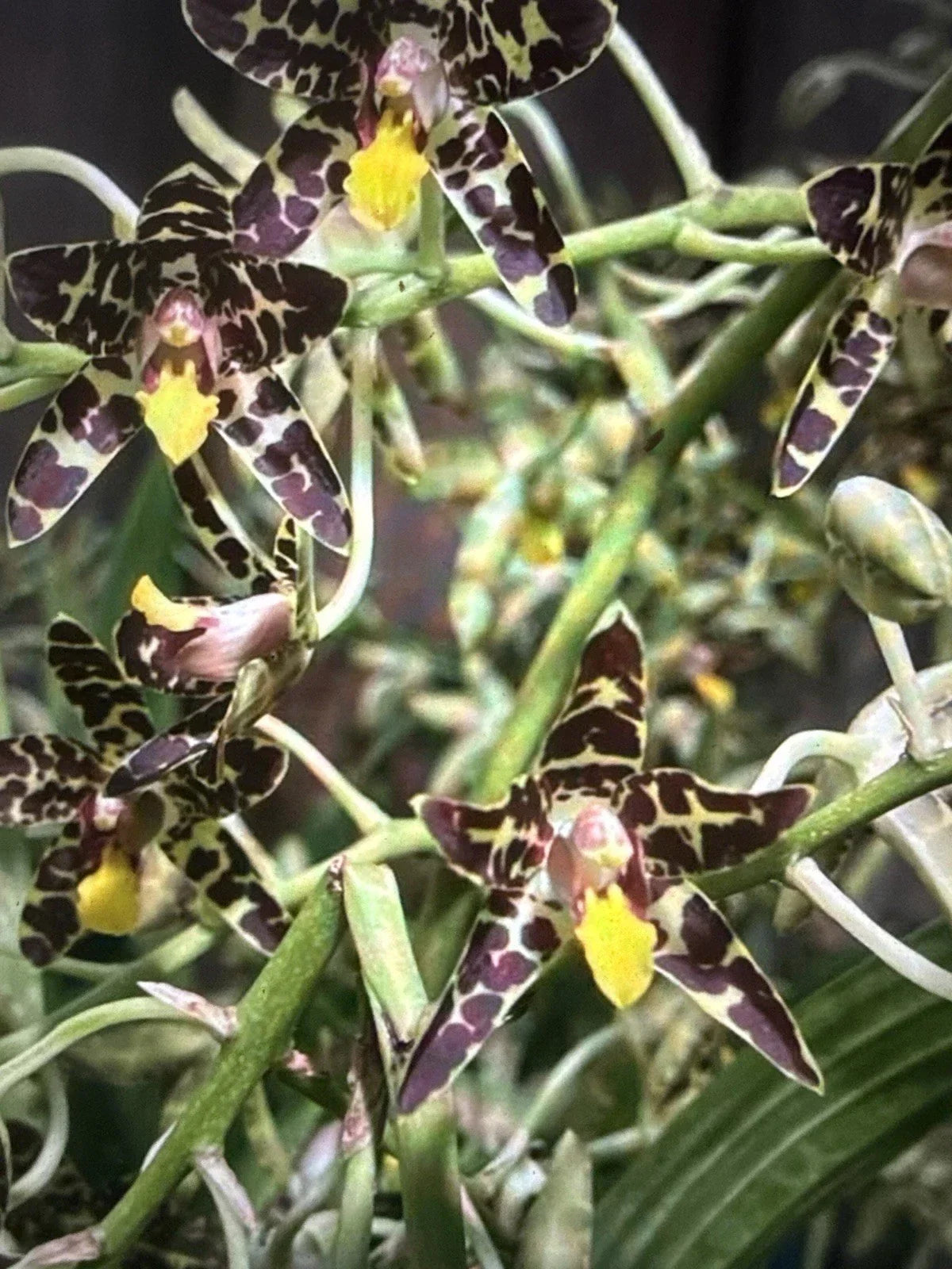Orchid Plant Division 2 Stems Ansellia Africana African Dancing Lady Orchid - Exotic Indoor/Outdoor Blooming Beauty