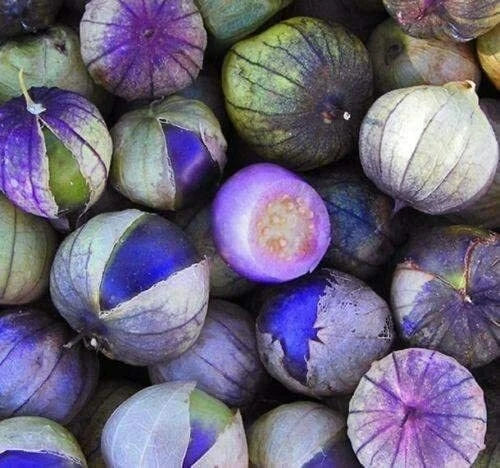Purple Coban Tomatillo Seeds - 100 Count - Physalis ixocarpa - Unique Culinary Variety for Home Gardens