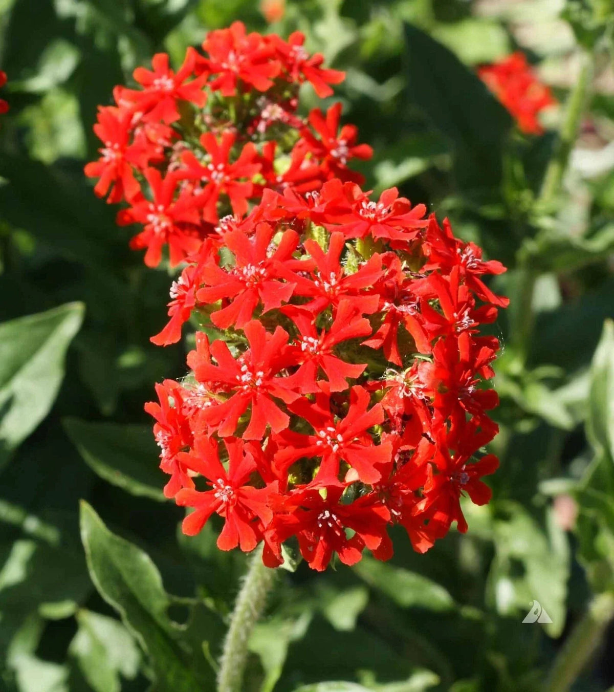Maltese Cross Seeds 300+ Perennial Flower Seeds Bright Red/Orange Lychnis Chalcedonica USA Free Shipping