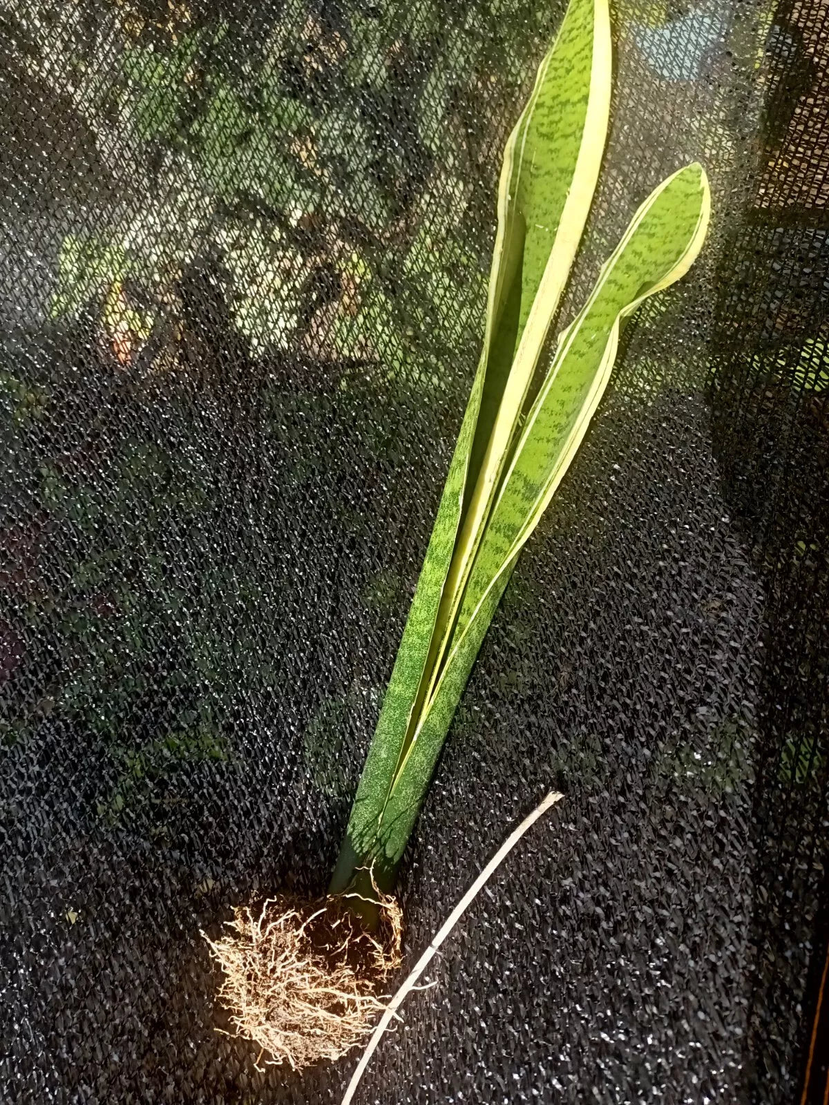 Sansevieria Gold Dust Snake Plant - 8 Inch Bare Roots - Dracaena trifasciata - Indoor Houseplant, Low Maintenance, Air Purifier