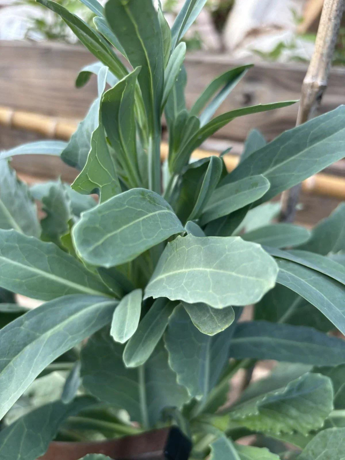 Walking Stick Kale Cuttings - 3 Pieces - Brassica oleracea var. alboglabra - Edible Greens for Gardening