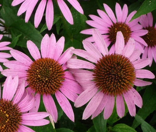 Purple Coneflower Bulk Seeds - Echinacea Purpurea - 2,000 Non-GMO Seeds for Gardening and Landscaping