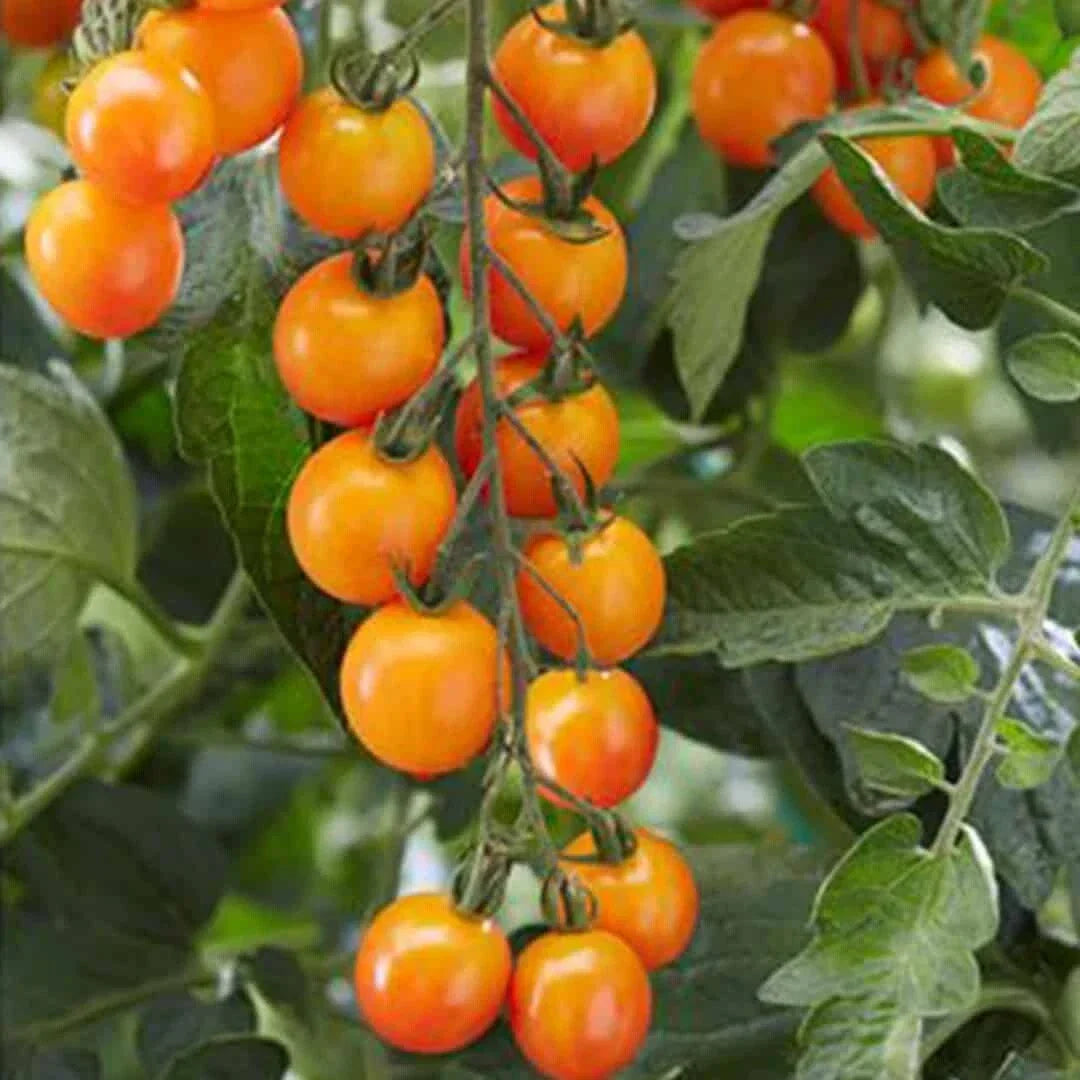 Sweet Mandarin Cherry Tomato Seeds - 100 Organic Non-GMO Heirloom Seeds - Solanum lycopersicum - Perfect for Home Gardening
