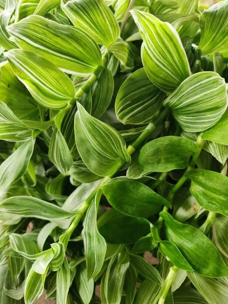 Tradescantia Sanna 'White Zebra' Plant - 4" Pot - Variegated Wandering Jew - Albiflora Albovitta - Indoor/Outdoor Houseplant