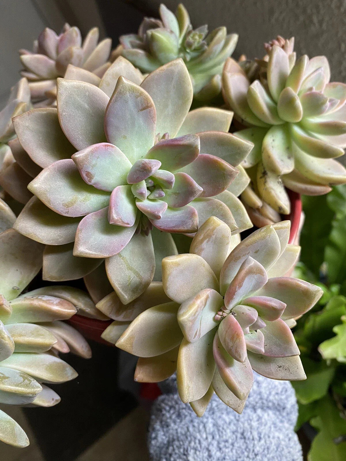 Graptopetalum Paraguayense Ghost Plant Succulent Cuttings - 6 Healthy Plants, Drought Tolerant, Easy Care, Pastel Foliage