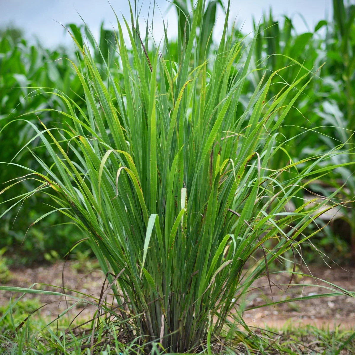 Set of 10 Lemongrass Rooted Plants - Edible Herb - Cymbopogon citratus - Easy Grow Live Plants - Ships Without Pot