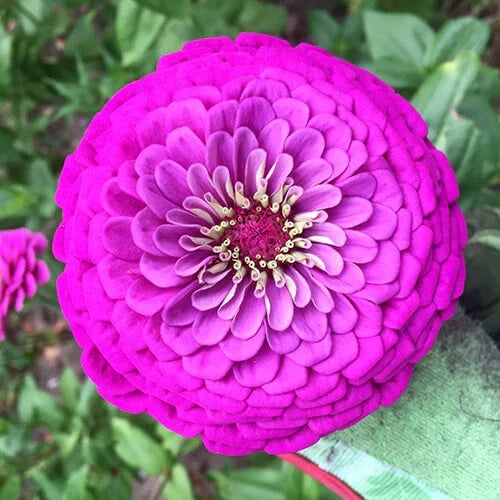 Purple Prince Zinnia Seeds | Giant 5" Purple Flowers | Zinnia elegans | Non-GMO, Fast Growing, Easy to Grow