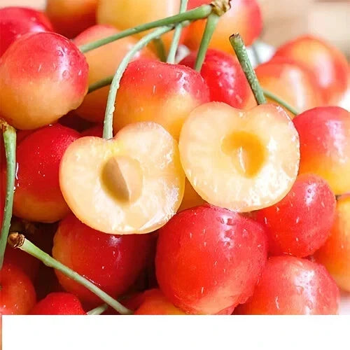 25 Cherry Tree Seeds - Rainier Sweet Red & Golden Yellow - Prunus avium - Self-Pollinating, Ideal for Home Gardens