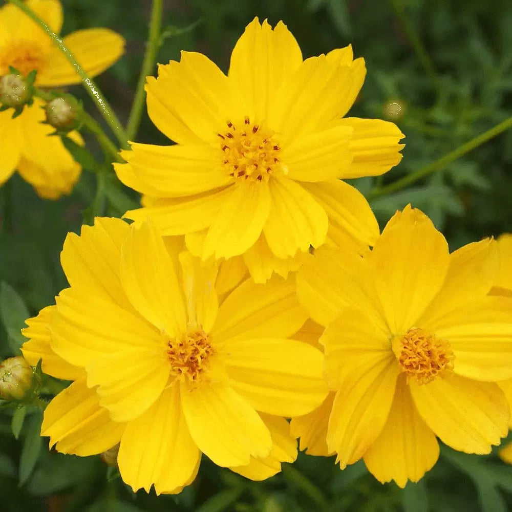 Cosmos Seeds 100 Ct - Dwarf Lemon Sulphur Yellow Annual Flowers - Cosmos bipinnatus - Attracts Butterflies & Bees