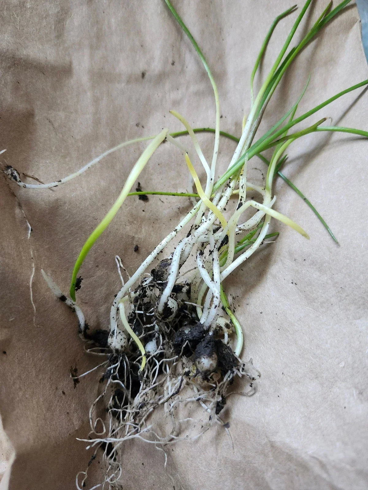 Wild Garlic Live Plants - 5 Bare Root Allium Ursinum - Perennial Wood Garlic for Culinary Gardens