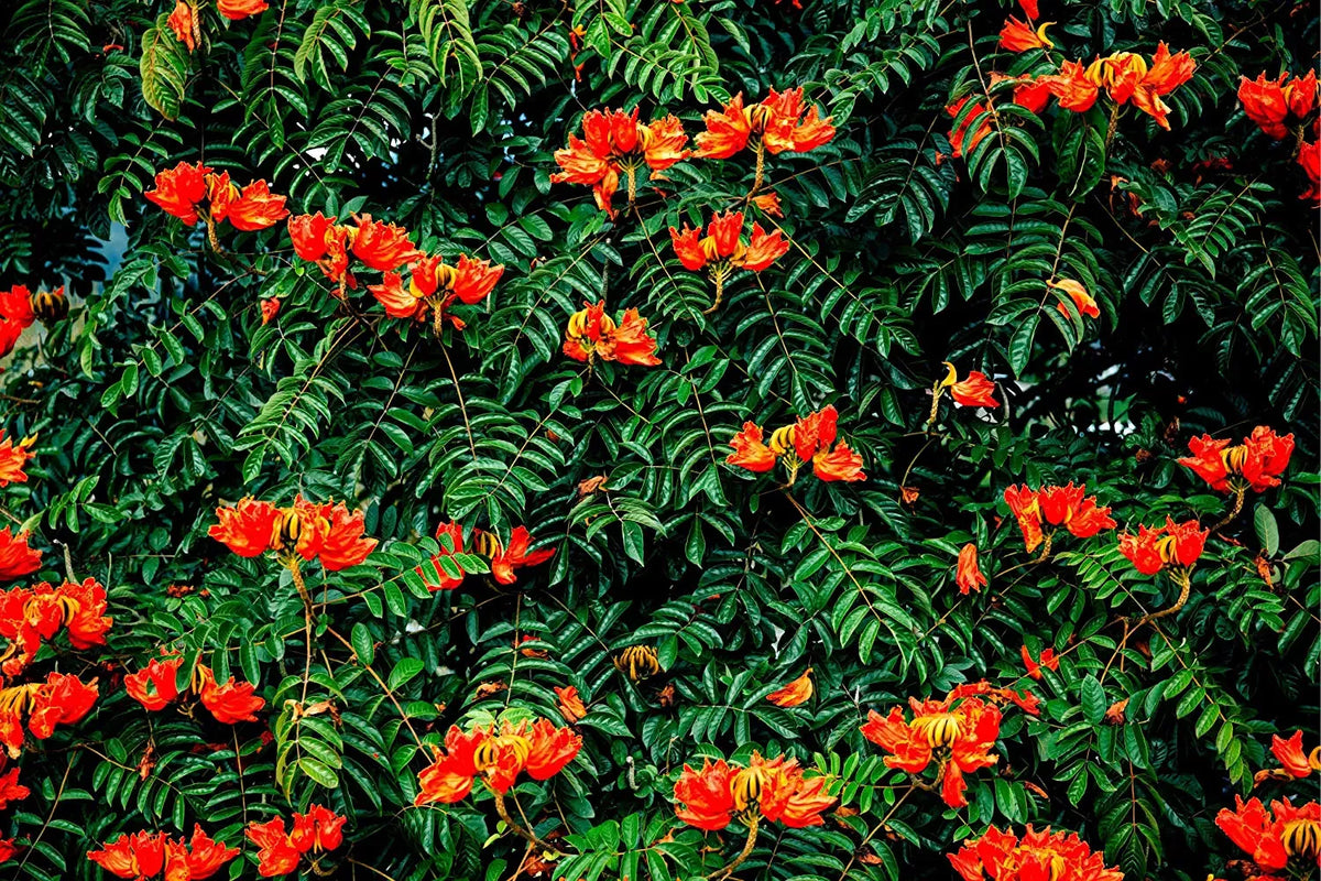 African Tulip Tree Seeds - 30 Pack - Flame Tree - Spathodea campanulata - Vibrant Orange Flowers for Tropical Gardens