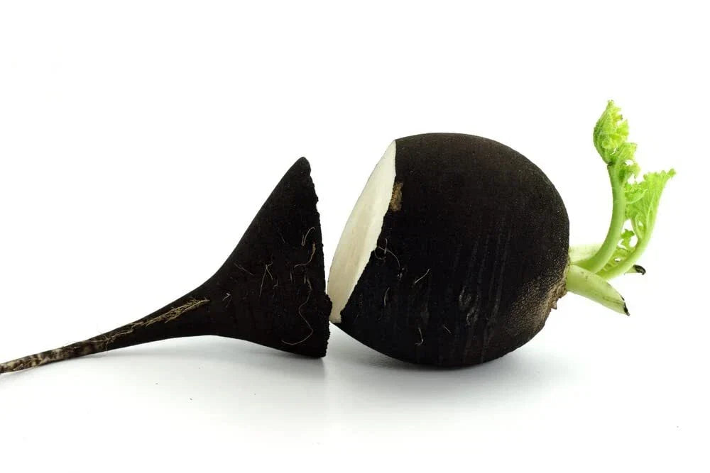 Black Radish Seeds - 250+ Rare Vegetable Seeds for Planting - Raphanus sativus - Unique Black Skin, White Interior