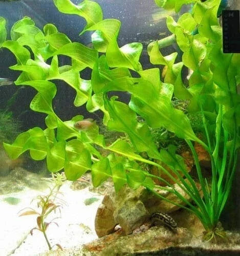 Aponogeton Ulvaceus Bulb - Freshwater Aquatic Plant - Easy Care Aquarium Pond Plant - Aponogeton ulvaceus