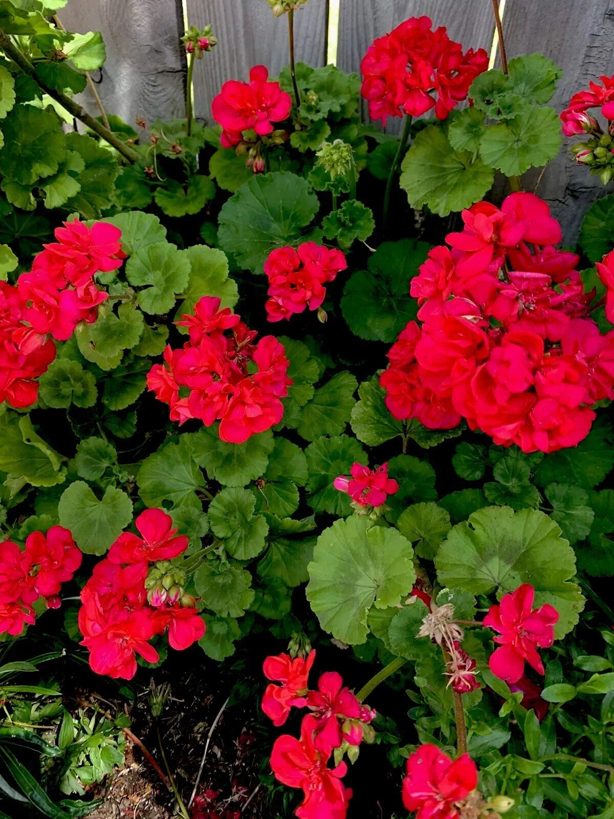Geranium Plants Set of 2, Bright Pinkish Red Perennial, Pelargonium spp. - Vibrant Flowers for Garden or Containers