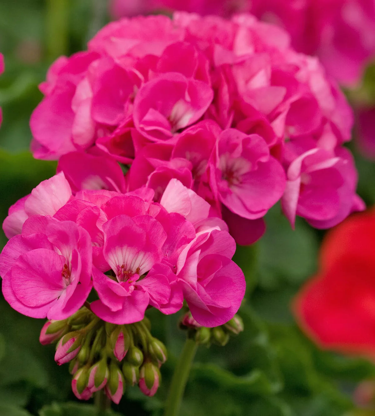 Geranium Cuttings 5" Double Bright Pink Pelargonium - Four Fresh Rooting Cuttings for Vibrant Garden Color