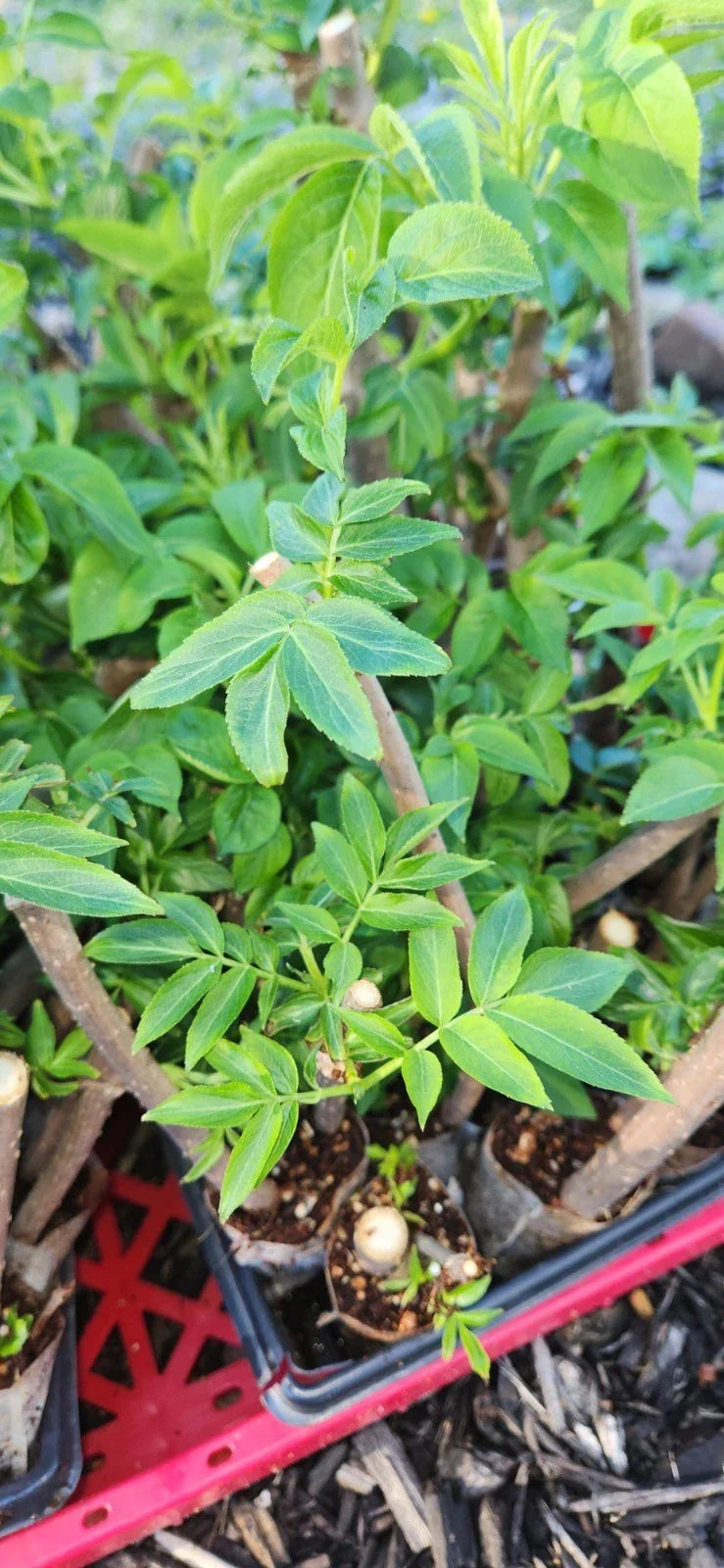 Black Elderberry Plants Live Bush Cuttings - Sambucus nigra - Rooted Cuttings for Garden and Landscape