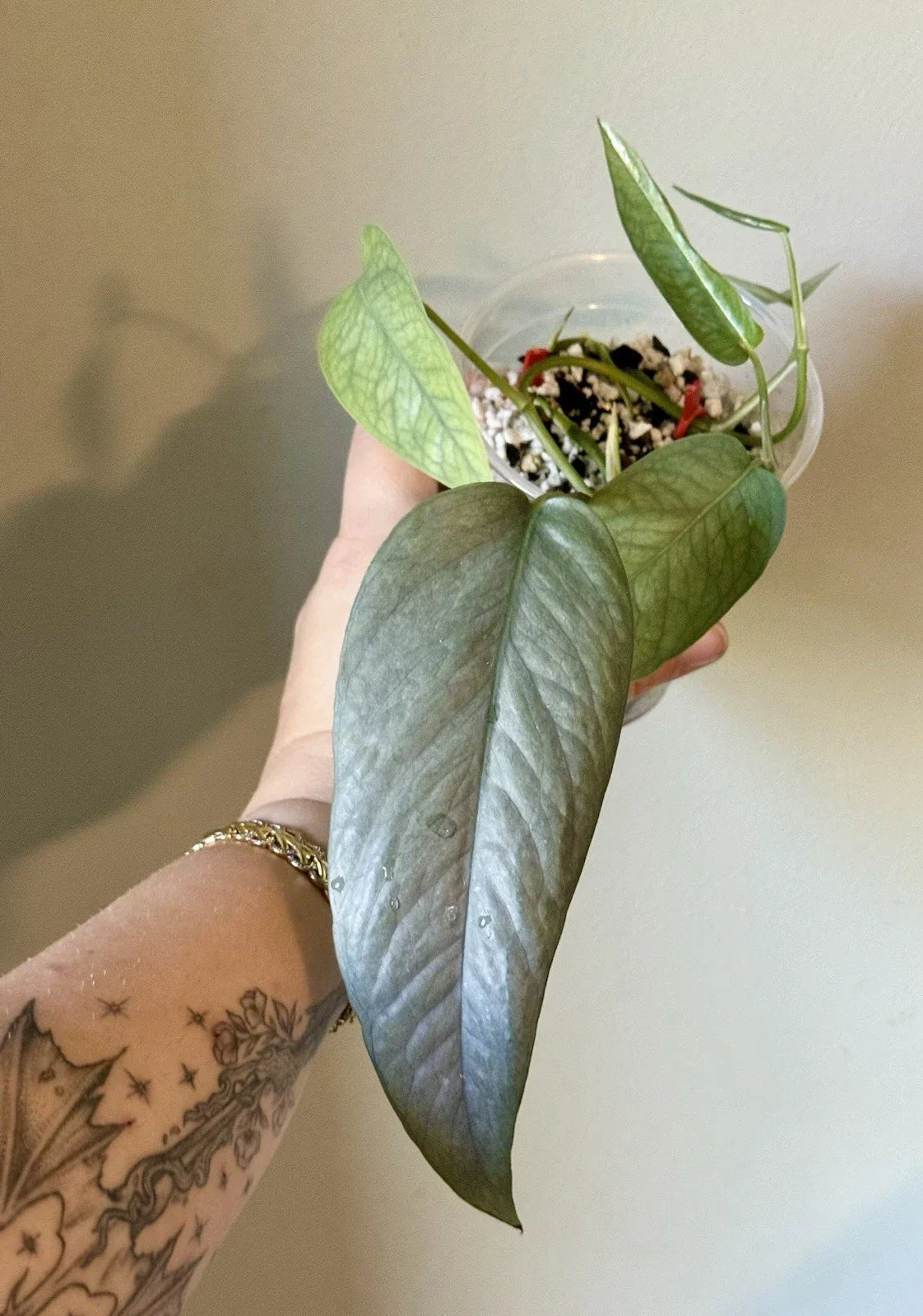 Rooted Cebu Blue Pothos Cuttings | Epipremnum aureum 'Cebu Blue' | Indoor Plant Cuttings for Home Decor