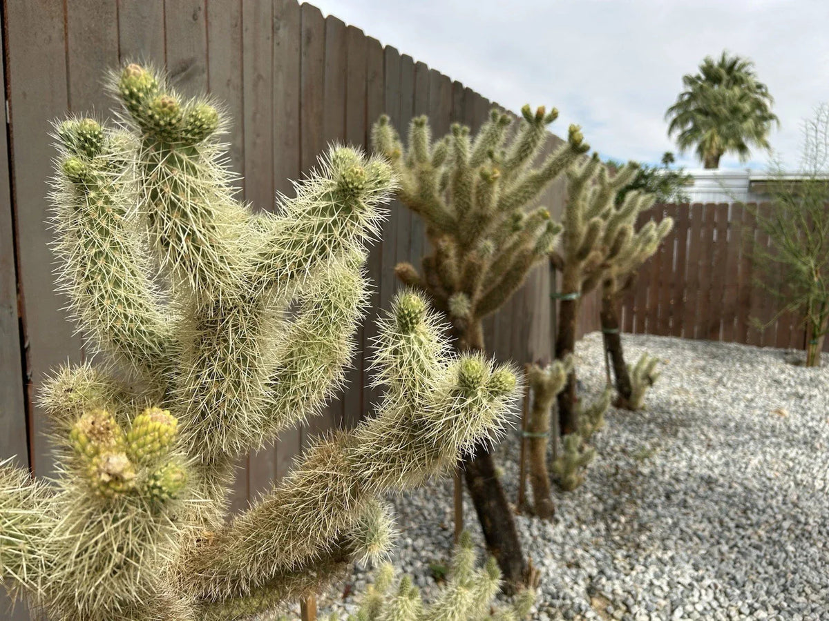 Live Teddybear Cholla Cuttings - 3 Pack - Cylindropuntia Bigelovii - Unique Cactus for Indoor/Outdoor Gardening