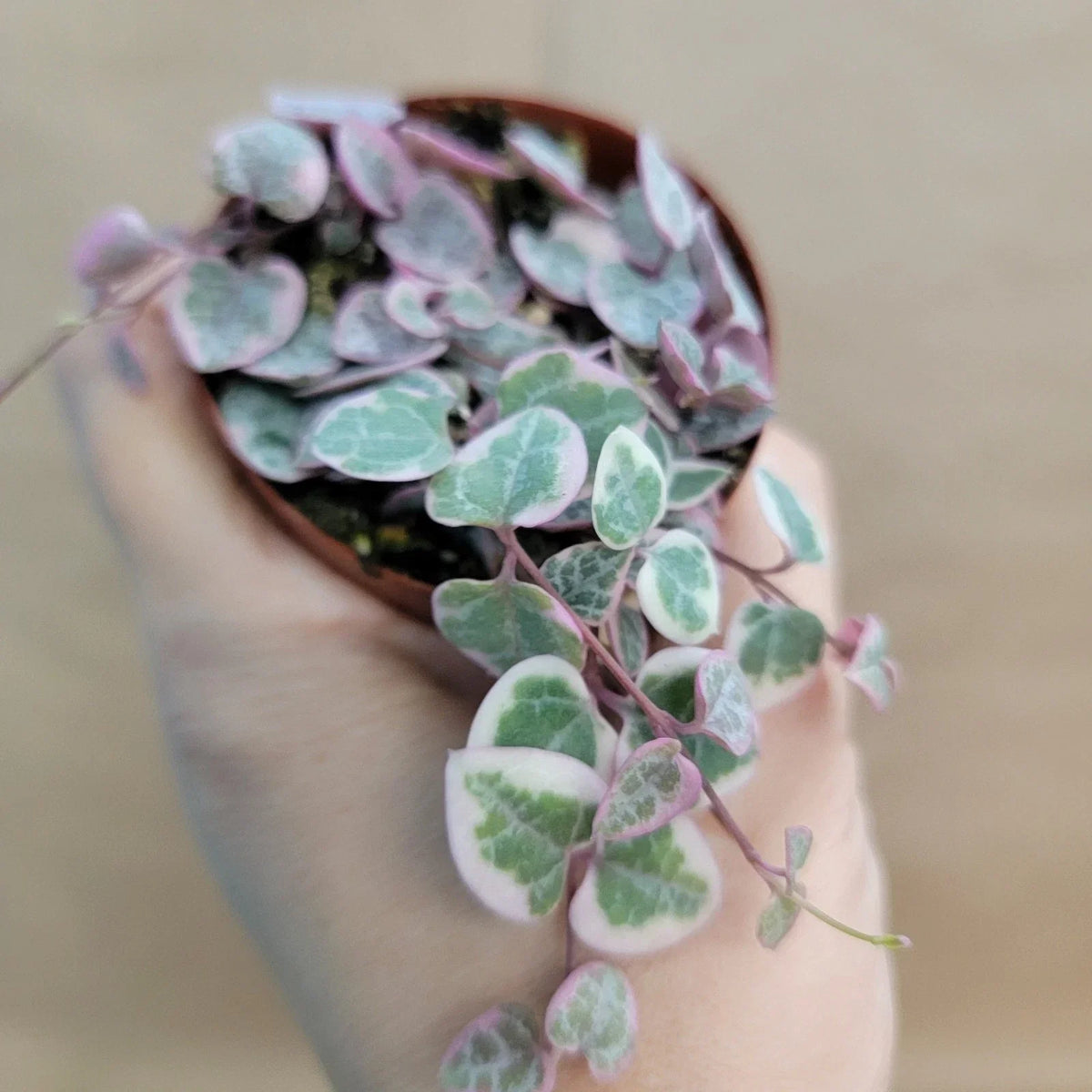 Variegated String of Hearts Plant 3" Pot | Ceropegia woodii variegata | Rare Trailing Houseplant for Indoor Displays