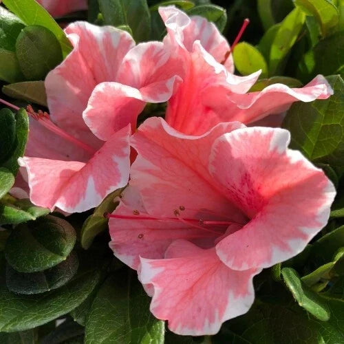 Encore Autumn Sunburst Azalea Starter Plant - 1 Gallon, Deciduous, Vibrant Yellow-Orange Blooms, Rhododendron x 'Autumn Sunburst'