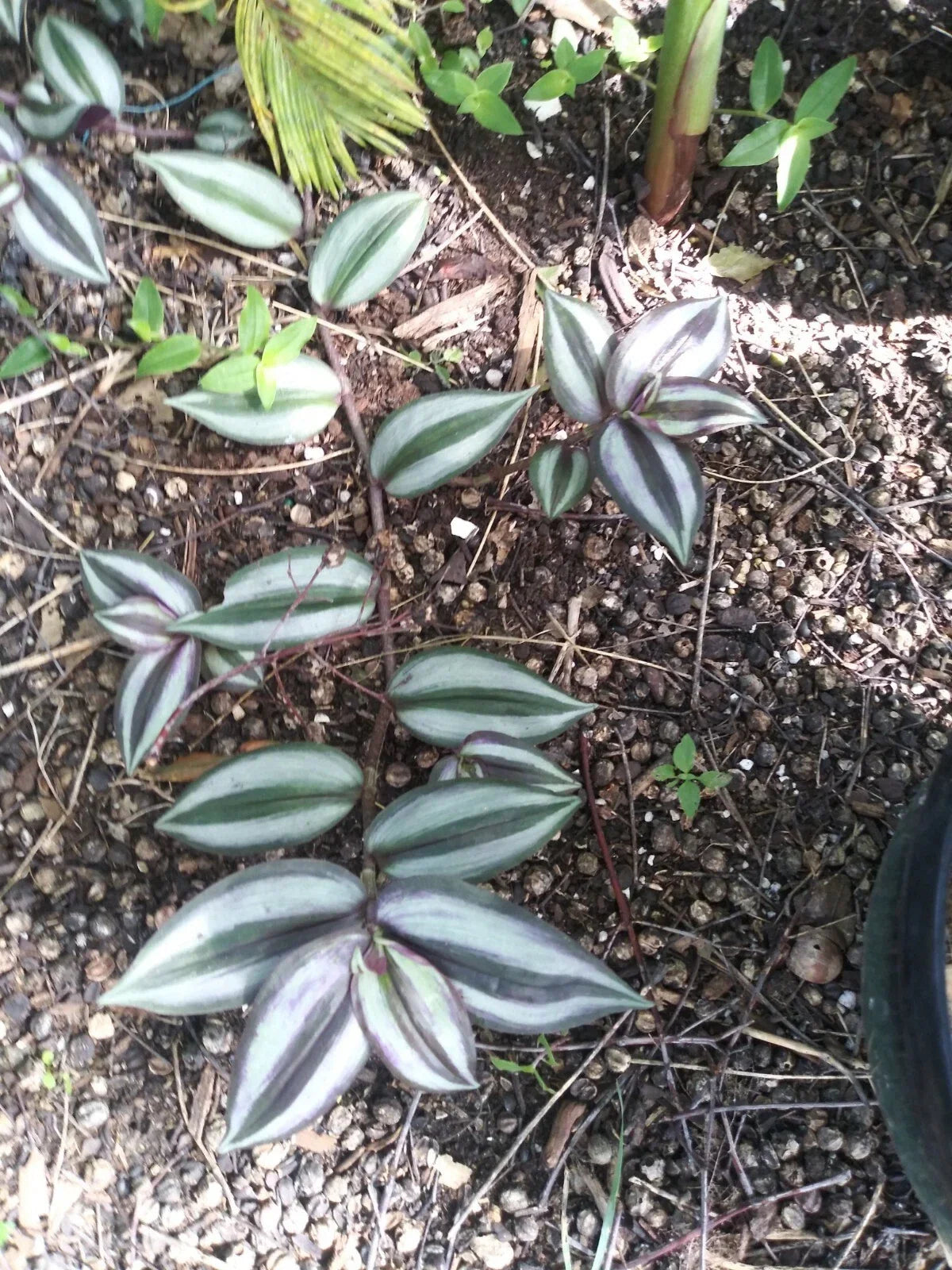 Organic Wandering Jew Cuttings - 7 Rooted Tradescantia Zebrina - Variegated Green and Purple Foliage - Indoor Plant Decor