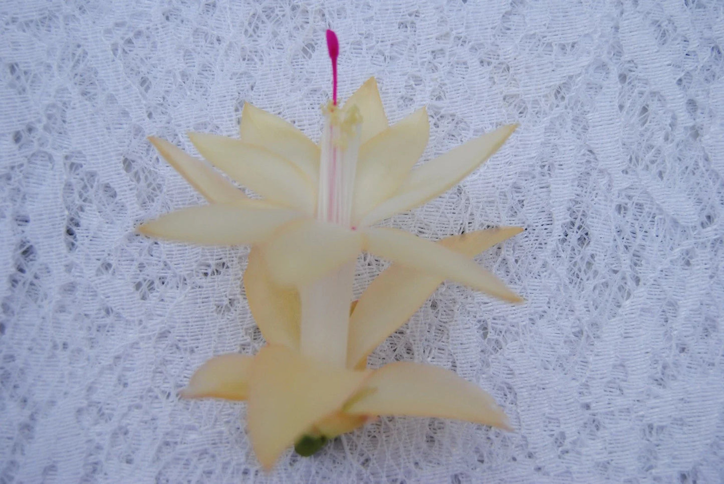 Christmas Cactus Starter Plant - Comet - Schlumbergera Truncata - Easy Care Indoor Succulent