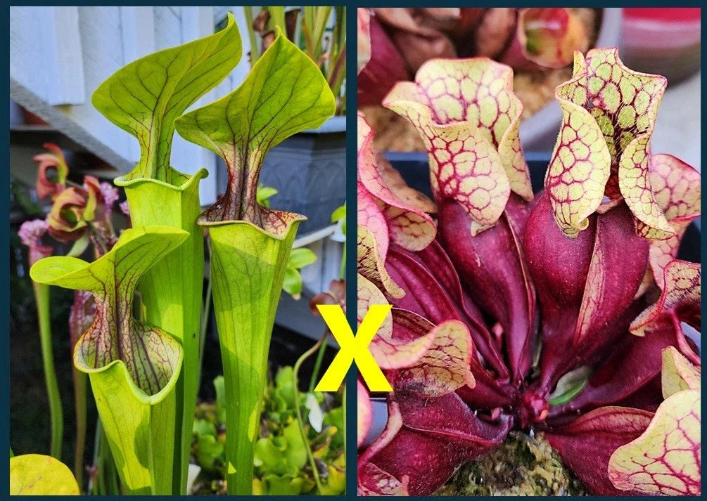 Sarracenia Seeds - Carnivorous Plant - Oreophila Ornata Purple Throat x Purpurea Belly of Blood - Sarracenia oreophila x purpurea