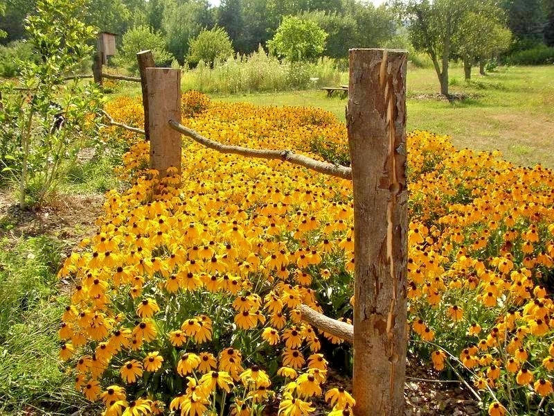 Black Eyed Susan Seeds - 2001+ Perennial Wildflower, Drought Tolerant, Rudbeckia hirta, Yellow with Dark Center