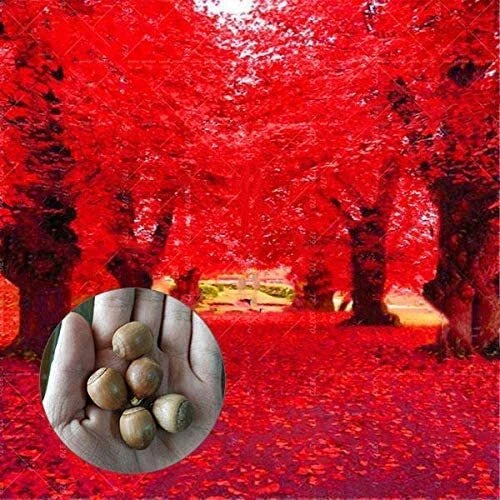 Red Oak Tree Seeds | 5 Seeds | Bonsai Variety | Quercus rubra for Planting