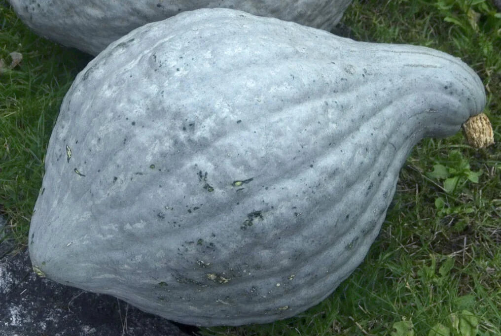 Blue Hubbard Squash Seeds - 10 Heirloom Seeds - Cucurbita maxima - Organic, Non-GMO, USA Grown for Home Gardening