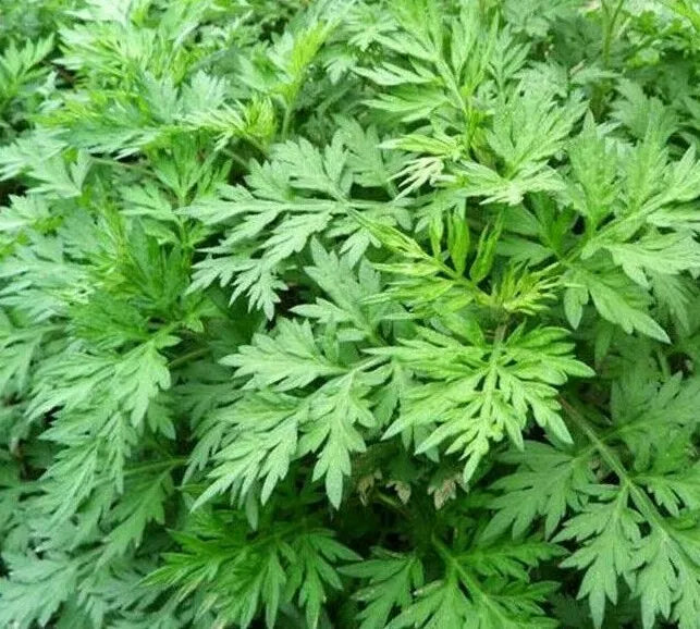 Mugwort Seeds 500+ Perennial Herb - Artemisia vulgaris, Aromatic Foliage for Garden, Attracts Pollinators, Easy to Grow