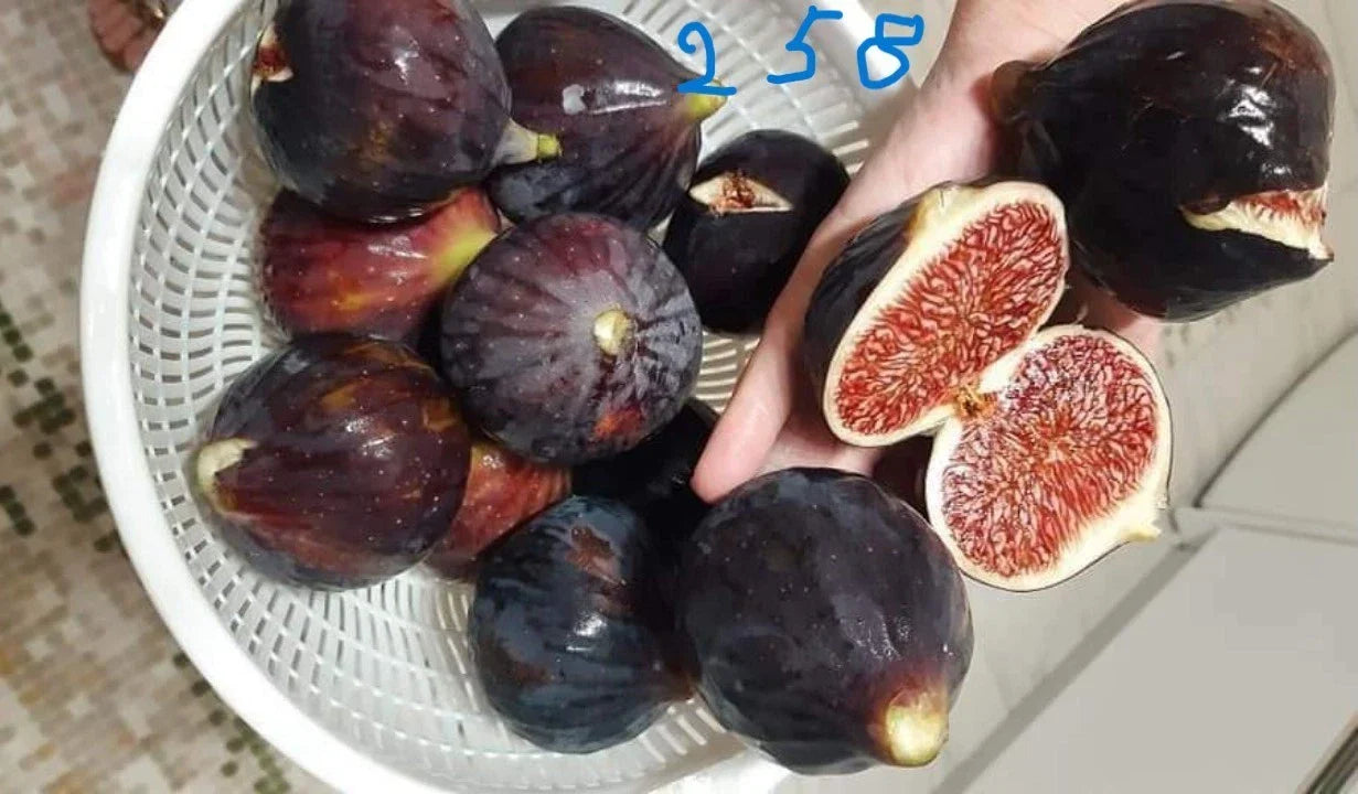 Unrooted Fig Cutting - Italian 258 Variety - Ficus carica - Ideal for Planting and Propagation