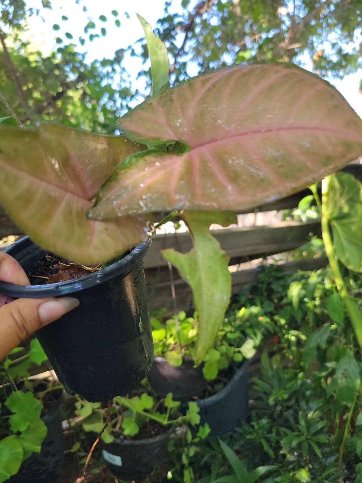 Syngonium Plant Neon Robusta Pink Arrowhead Vine - Live Houseplant - Syngonium podophyllum - Indoor Decor Plant