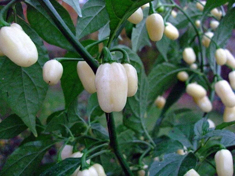 White Hot Habanero Pepper Seeds - 30+ Non-GMO Capsicum Chinense - Spicy Heirloom Variety for Home Gardening