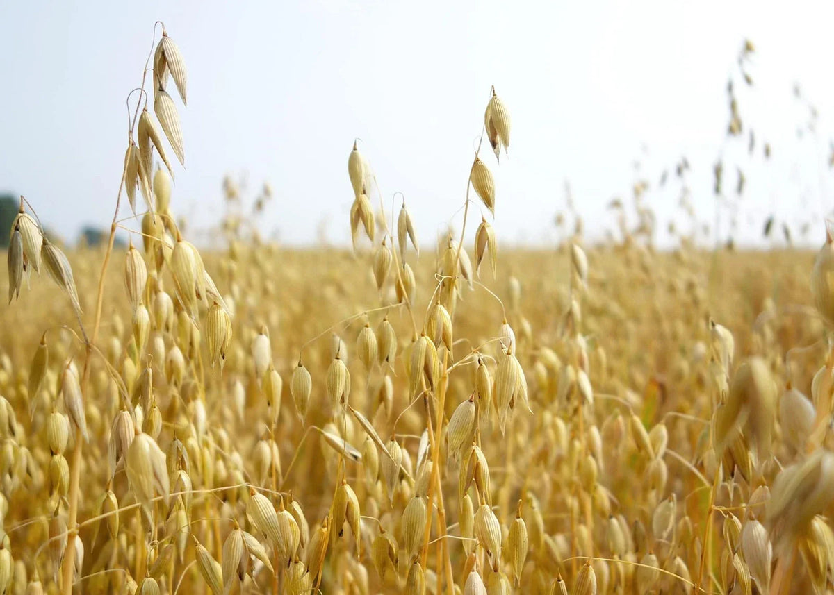 Oats Seeds for Planting - Organic Non-GMO Heirloom - Avena sativa - High Germination Rate for Backyard Gardens