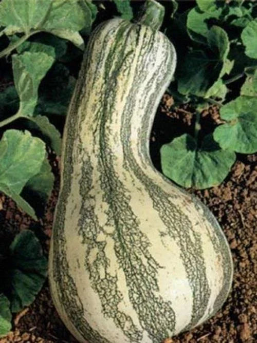 Heirloom Pumpkin Seeds - 35 Cushaw Green Striped Seeds - High Yield Winter Squash - Cucurbita argyrosperma