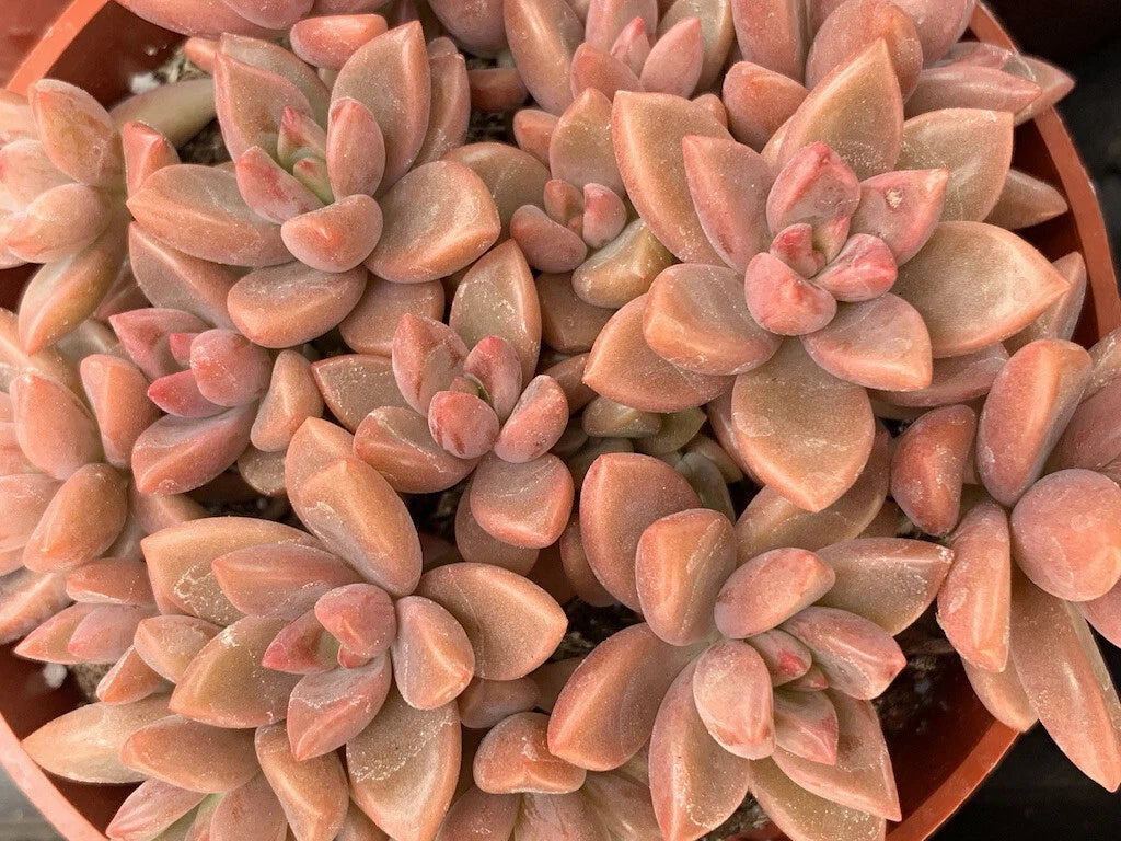 Graptopetalum "Alpenglow" Cuttings - 3 Unrooted Succulent Plant Cuttings - 1.5" Diameter - Graptopetalum paraguayense × amethystinum