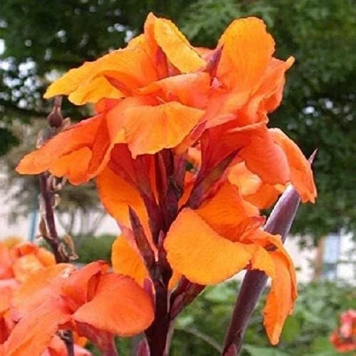 Orange Canna Lily Plant - Tropical Perennial Flower - Canna indica - Vibrant Orange Blooms for Garden & Containers