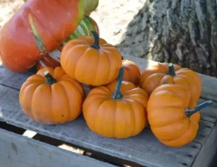 Orangita Pumpkin Seeds - 10 Count - Small Orange Pumpkins - Cucurbita pepo - Ideal for Gardening & Decorations