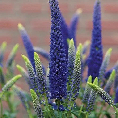 Blue Veronica Seeds - 100 Count - Speedwell Royal Candle Perennial Flowers - Veronica spicata - Attracts Pollinators