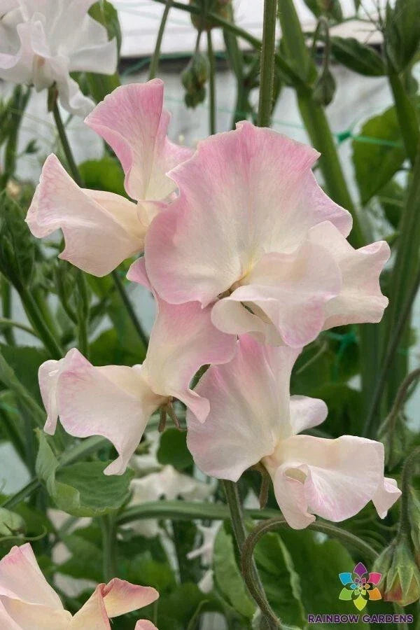 Mollie Rilstone Sweet Pea Seeds 50 Pack - Lathyrus odoratus - Fragrant Pink and Purple Heirloom Flowers for Garden