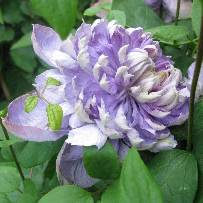 25 Blue Lights Pink Clematis Seeds - Climbing Perennial Flower - Clematis × jackmanii - Vibrant Blue & Pink Blooms