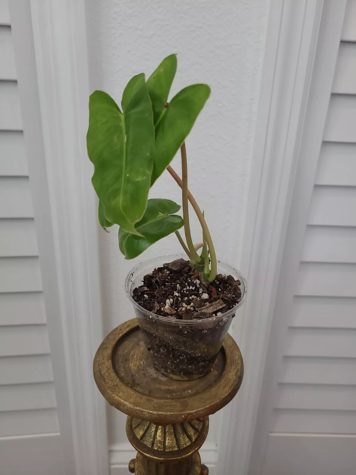 Burle Marx Philodendron Plant - Rooted Green Leaf - Philodendron 'Burle Marx' - Indoor Tropical Foliage - Easy Care