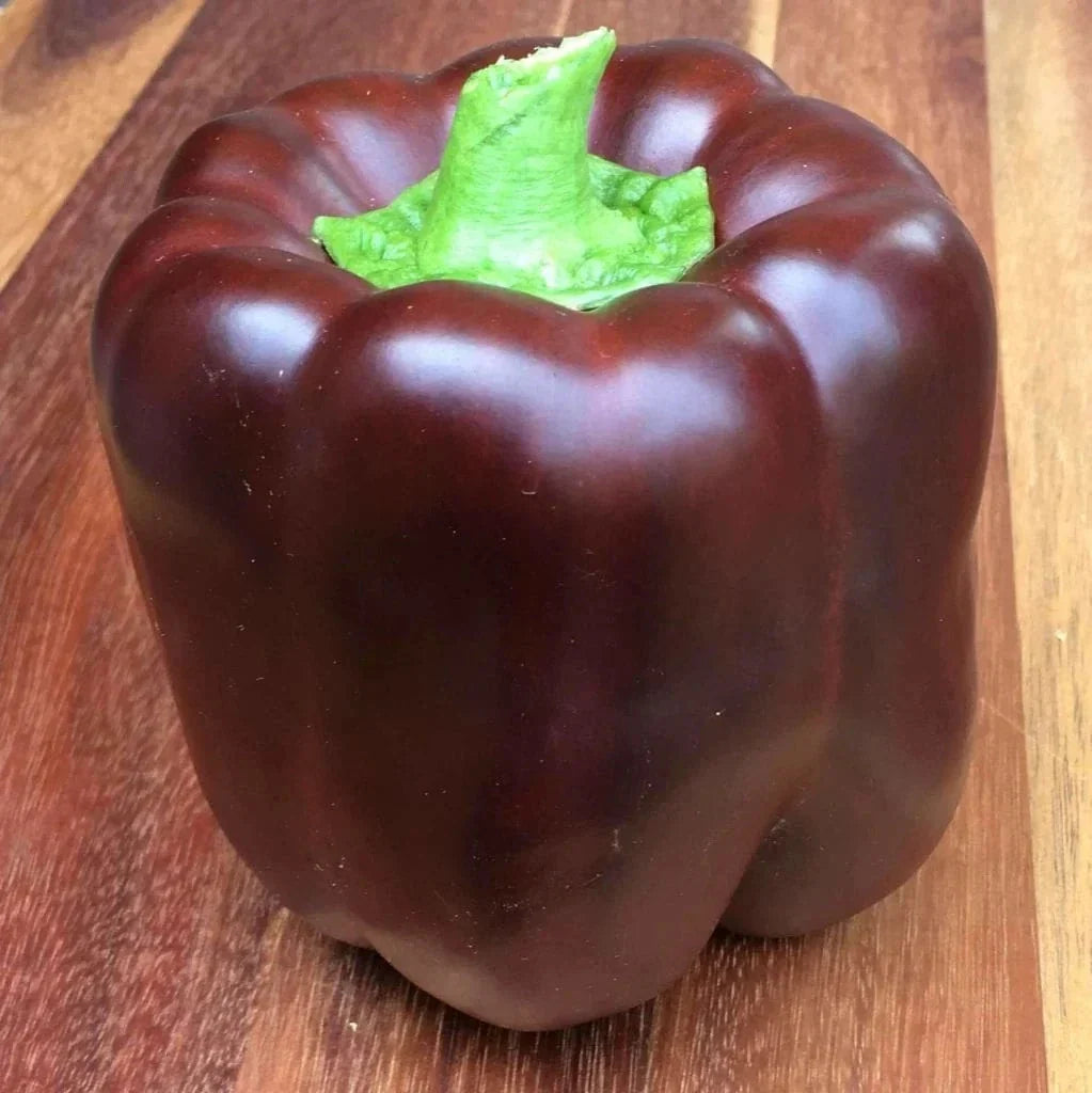 Organic Heirloom Chocolate Bell Pepper Seeds - 25+ Non-GMO Seeds - Capsicum annuum - Perfect for Home Gardening