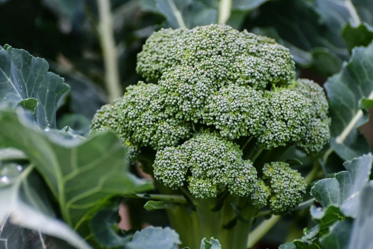 Broccoli Seeds - 800+ Count - Waltham 29 - Brassica oleracea - High Germination Rate for Home Gardens and Small Farms