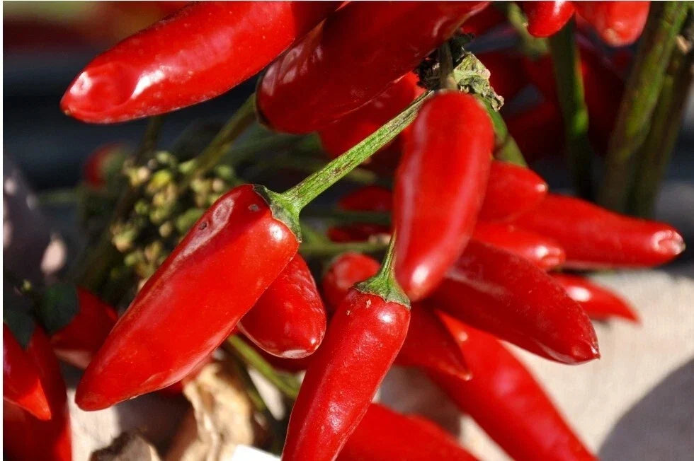 Tabasco Pepper Seeds - 30+ Organic Heirloom Non-GMO - Capsicum frutescens - Perfect for Spicy Sauces and Home Gardens
