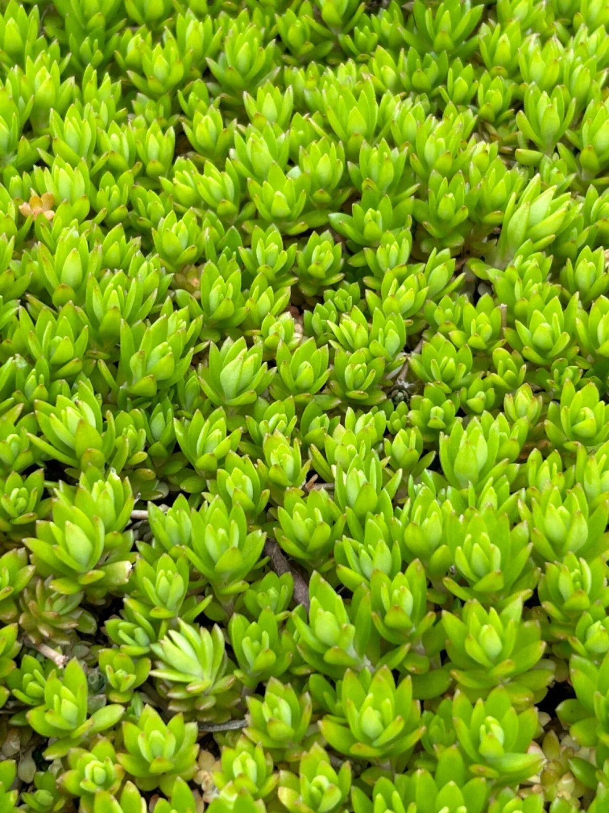 Angelina Sedum Live Plants - 5in Ground Cover - Organic, Pesticide-Free - Sedum rupestre 'Angelina' - Set of 5