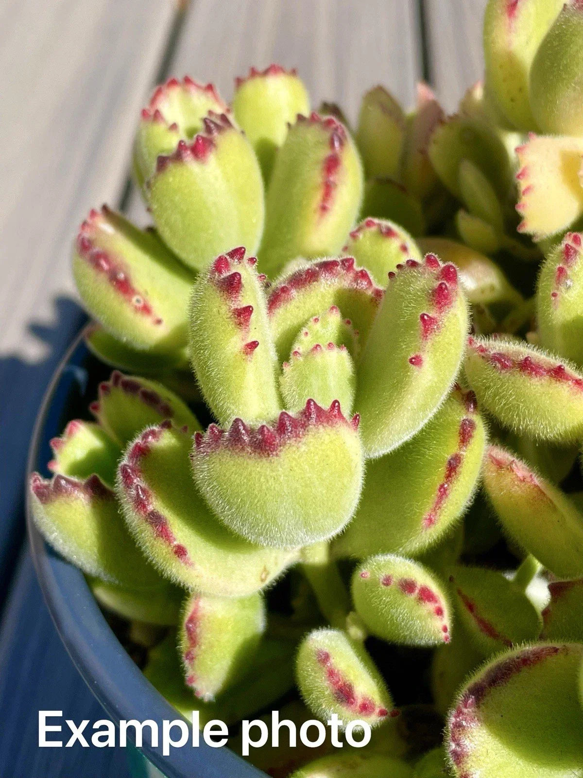 Variegated Bear's Paw Succulent Cutting 2" Unrooted Cotyledon tomentosa - Unique Indoor Outdoor Plant Gift